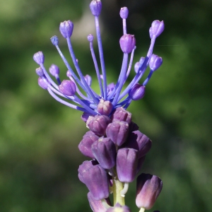 Photographie n°1227731 du taxon Muscari comosum (L.) Mill. [1768]