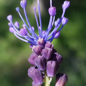 Photographie n°1227736 du taxon Muscari comosum (L.) Mill. [1768]