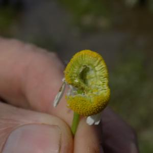 Photographie n°1228557 du taxon Matricaria chamomilla var. recutita (L.) Grierson