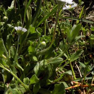 Photographie n°1228739 du taxon Bellis perennis L. [1753]