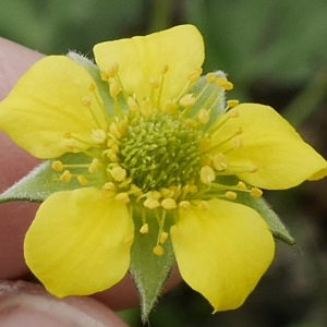 Caryophyllata vulgaris Lam. (Benoîte commune)