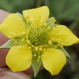 Streptilon odoratum Raf. (Benoîte commune)