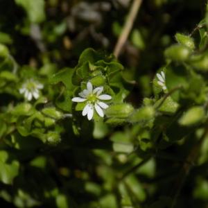 Photographie n°1228850 du taxon Stellaria media (L.) Vill. [1789]