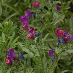 Photographie n°1229166 du taxon Echium creticum L. [1753]