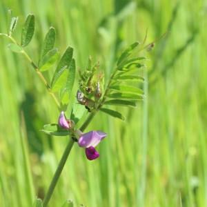 Photographie n°1230183 du taxon Vicia sativa L.