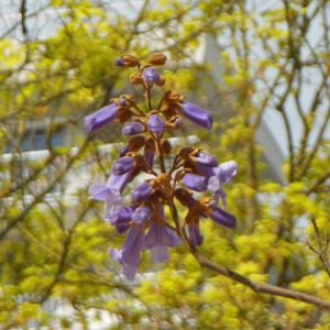 Photographie n°1231210 du taxon Paulownia tomentosa (Thunb.) Steud. [1841]