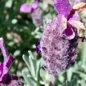 Photographie n°1231312 du taxon Lavandula stoechas L. [1753]