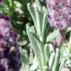 Photographie n°1231313 du taxon Lavandula stoechas L. [1753]