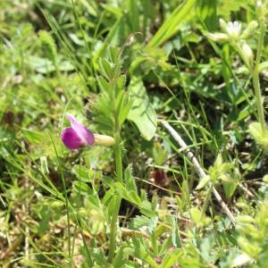 Photographie n°1231448 du taxon Vicia sativa L.