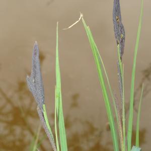 Photographie n°1232328 du taxon Carex L. [1753]