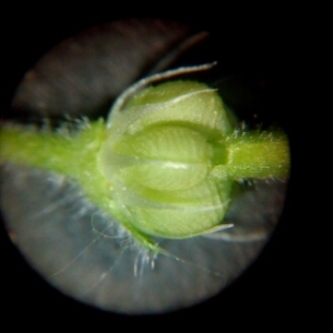 Photographie n°1232862 du taxon Geranium molle L. [1753]