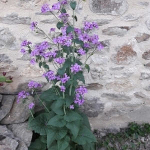 Photographie n°1234167 du taxon Lunaria annua L. [1753]