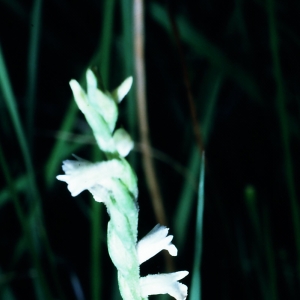  - Spiranthes aestivalis (Poir.) Rich. [1817]