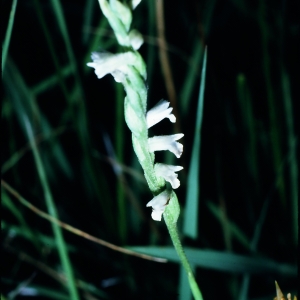  - Spiranthes aestivalis (Poir.) Rich. [1817]