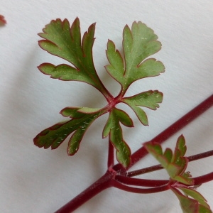 Photographie n°1234513 du taxon Geranium purpureum Vill. [1786]