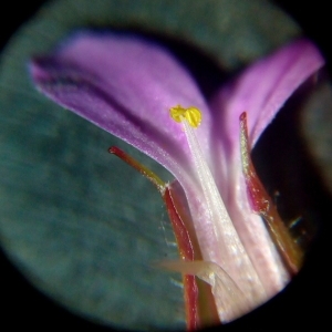 Photographie n°1234540 du taxon Geranium purpureum Vill. [1786]