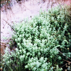 Photographie n°1234838 du taxon Hypericum helodes L.