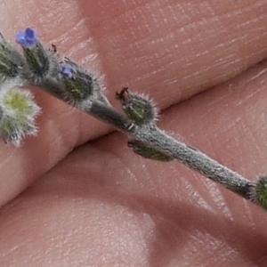 Photographie n°1234987 du taxon Myosotis arvensis (L.) Hill [1764]