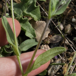 Photographie n°1234988 du taxon Myosotis arvensis (L.) Hill [1764]