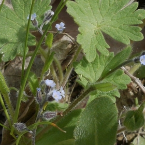 Photographie n°1234993 du taxon Myosotis arvensis (L.) Hill [1764]
