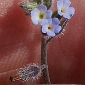 Photographie n°1234994 du taxon Myosotis arvensis (L.) Hill [1764]