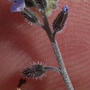 Photographie n°1234995 du taxon Myosotis arvensis (L.) Hill [1764]