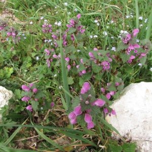 Photographie n°1239204 du taxon Lamium maculatum (L.) L. [1763]