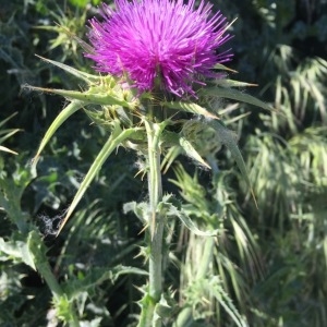 Photographie n°1239606 du taxon Silybum marianum (L.) Gaertn. [1791]