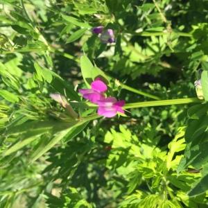 Photographie n°1239677 du taxon Vicia sativa L.