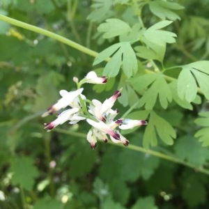 Photographie n°1239719 du taxon Fumaria capreolata L. [1753]