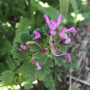 Photographie n°1239732 du taxon Lamium amplexicaule L.