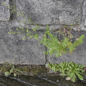 Photographie n°1240937 du taxon Galium mollugo L. [1753]