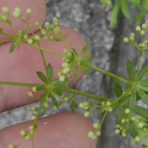 Photographie n°1240939 du taxon Galium mollugo L. [1753]