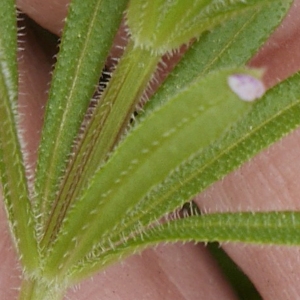 Photographie n°1241089 du taxon Galium aparine L. [1753]