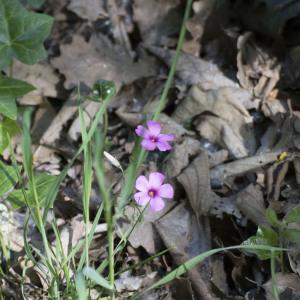 Photographie n°1241858 du taxon Oxalis articulata subsp. articulata 