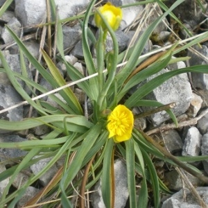 Photographie n°1242122 du taxon Ranunculus gramineus L. [1753]