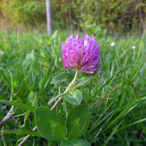 Photographie n°1242449 du taxon Trifolium pratense L. [1753]