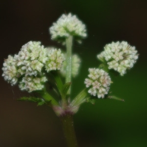 Photographie n°1243759 du taxon Sanicula europaea L. [1753]