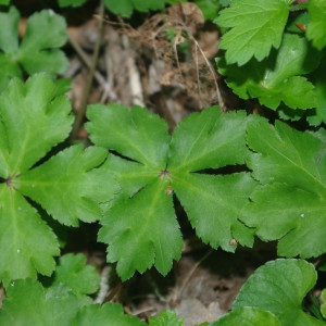 Photographie n°1243762 du taxon Sanicula europaea L. [1753]