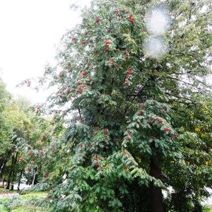 Photographie n°1244178 du taxon Sorbus aucuparia subsp. aucuparia 