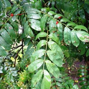 Photographie n°1244191 du taxon Sorbus aucuparia subsp. aucuparia 