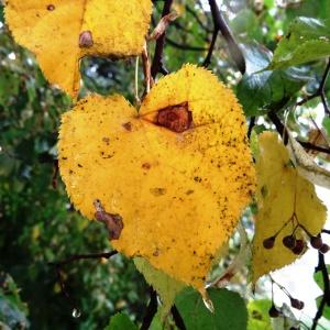 Photographie n°1244234 du taxon Tilia cordata Mill. [1768]