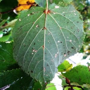 Photographie n°1244243 du taxon Tilia cordata Mill. [1768]