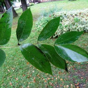 Photographie n°1244388 du taxon Fraxinus excelsior L. [1753]