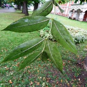 Photographie n°1244391 du taxon Fraxinus excelsior L. [1753]