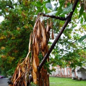 Photographie n°1244397 du taxon Fraxinus excelsior L. [1753]