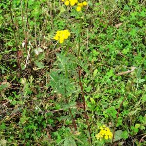 Photographie n°1244688 du taxon Tanacetum vulgare L. [1753]