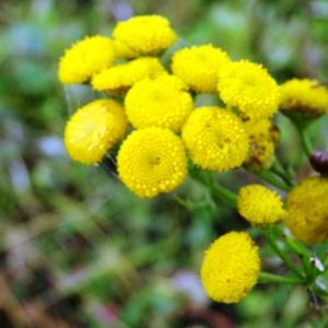 Photographie n°1244690 du taxon Tanacetum vulgare L. [1753]