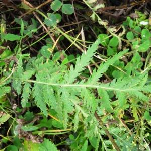 Photographie n°1244692 du taxon Tanacetum vulgare L. [1753]