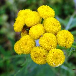 Photographie n°1244697 du taxon Tanacetum vulgare L. [1753]